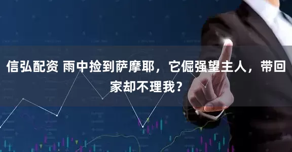 信弘配资 雨中捡到萨摩耶，它倔强望主人，带回家却不理我？